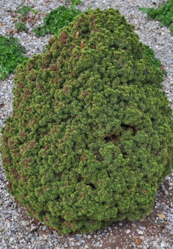 Picea glauca 'Alberta globe' -- grüne Kugelfichte